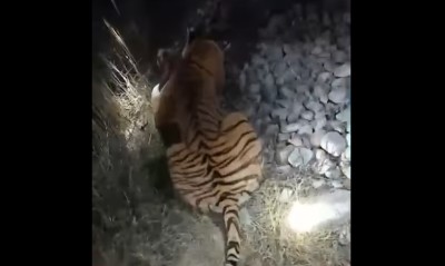 महिलाको ज्यान लिने बाघ नियन्त्रणमा