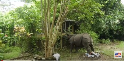 गैँडा पुष्पा र अञ्जलीलाई कोशी टप्पु वन्यजन्तु आरक्षमा पठाइने - भिडियो