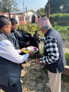 गाई पूजा गरे राष्ट्रपतिले