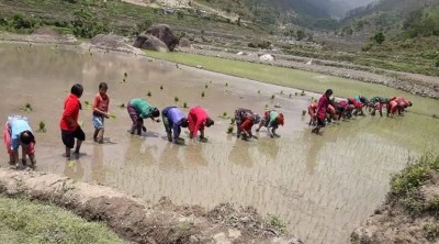 साउन सकिए पनि रोपाइँको काम अझै बाँकी, धानको उत्पादन घट्ने