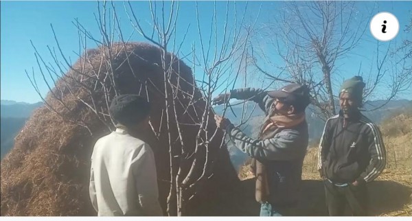 जुम्लाका किसान स्याउ बगैंचा व्यवस्थापनमा व्यस्त
