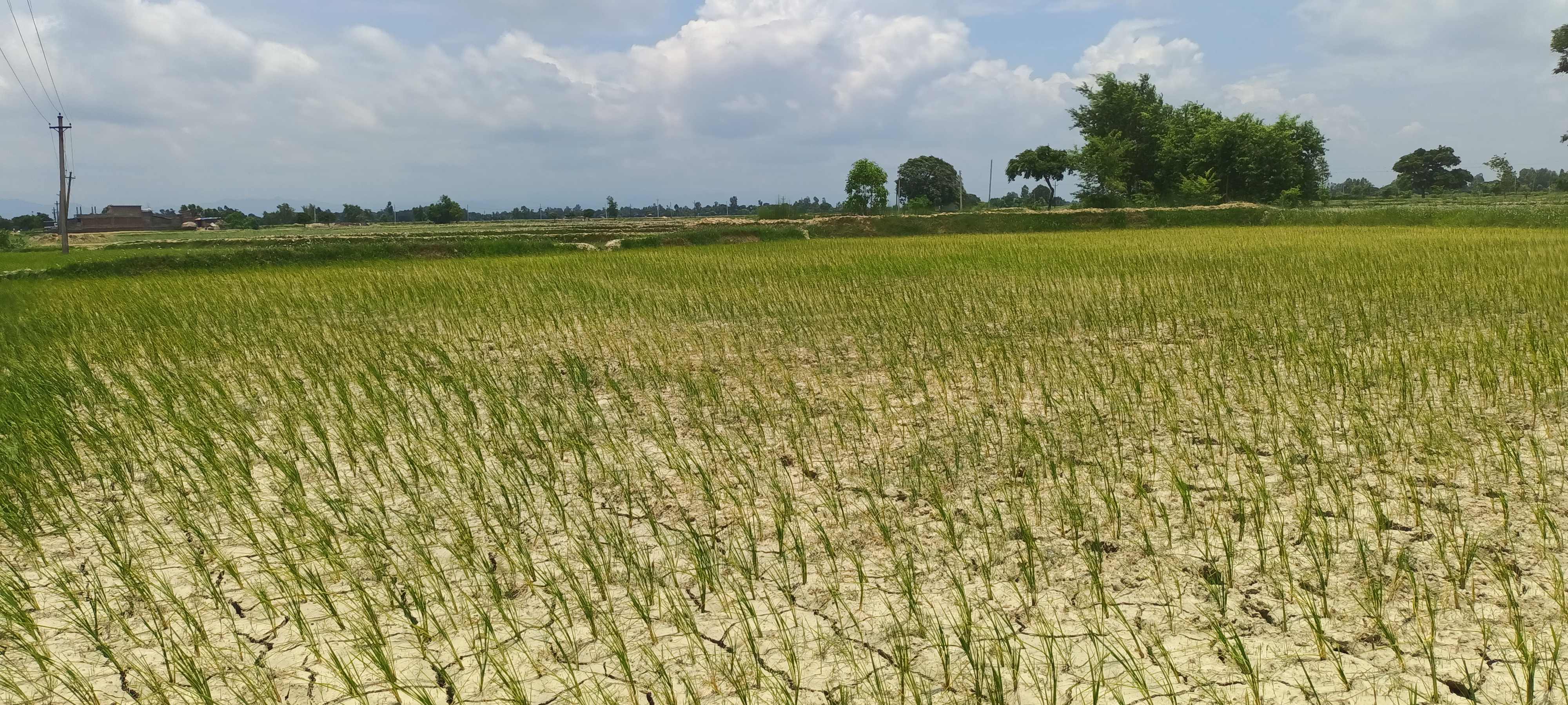 dhan-41690615370.jpg