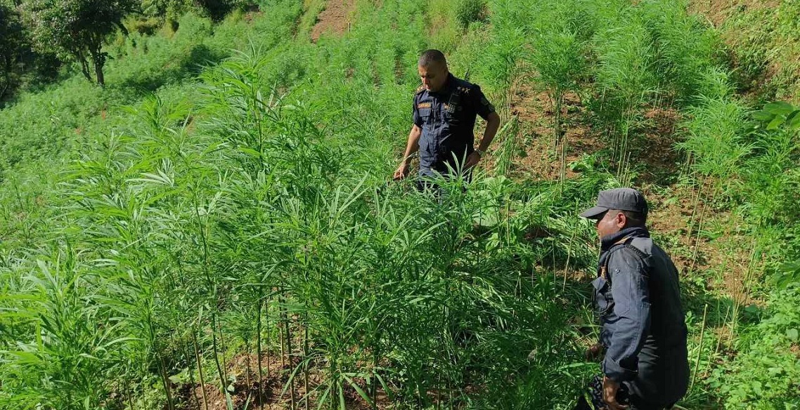गाँजा खेतीका लागि सरकारले बनायो सम्भाव्यता अध्ययन कार्यदल