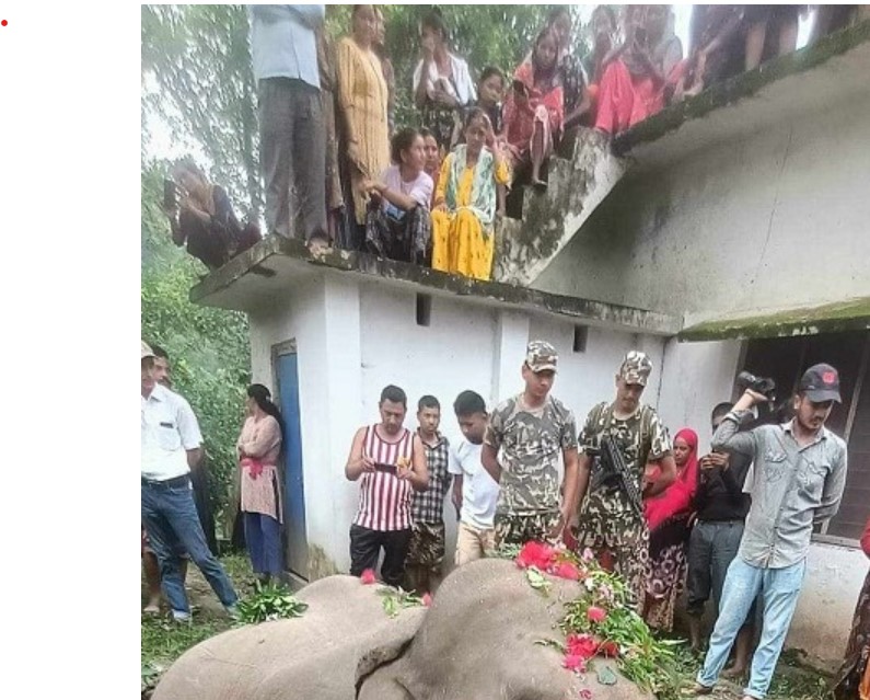 सेप्टिक ट्यांकीमा परेर जंगली हात्तीको निधन