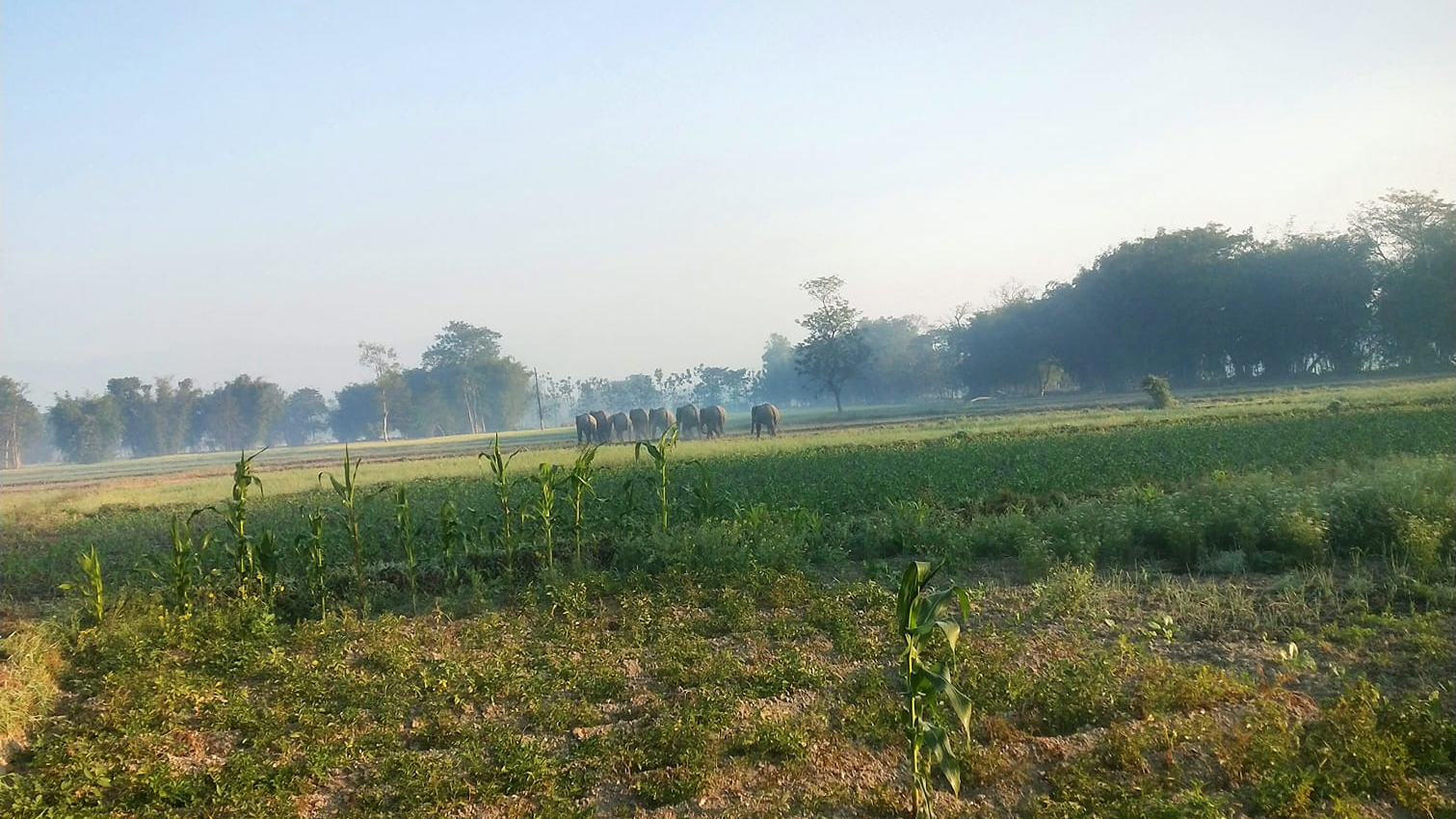 मोरङको गाउँमा हात्तिको हुल पसेपछि स्थानीय विहानैदेखि तरंगित